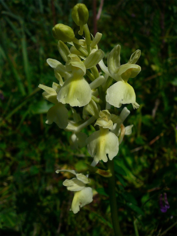 Ophrys, ibridi e Neotinea (?). Ovvero: orchidee cittadine 3